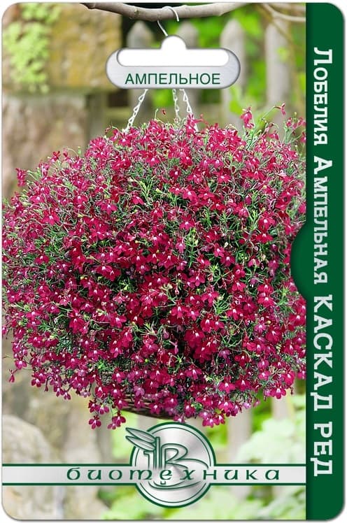 Фото – Лобелия ампельная Каскад Ред