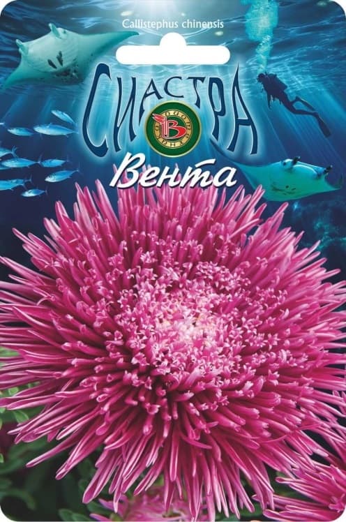 Фото – Астра китайская Сиастра Вента