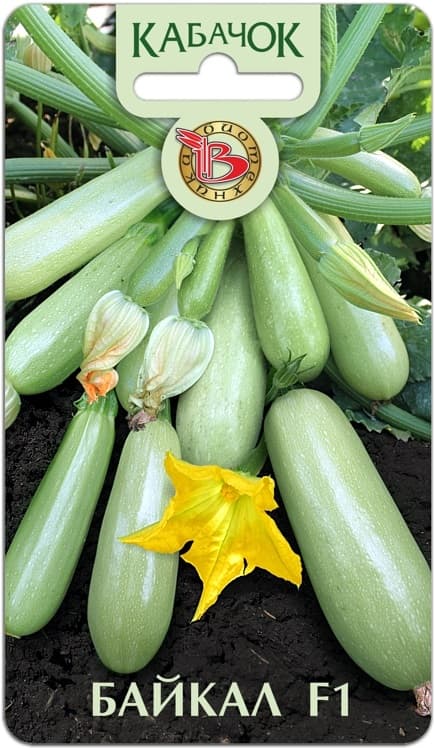 Фото – Кабачок Байкал F1