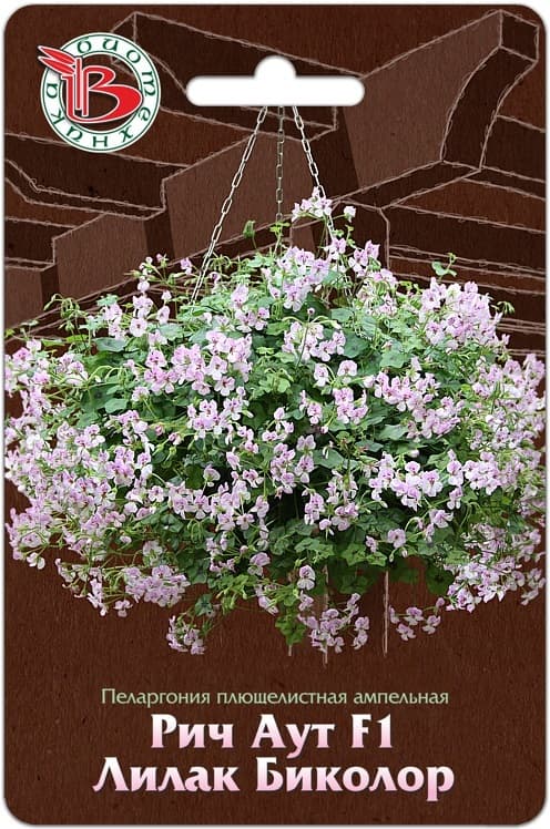 Фото – Пеларгония плющелистная ампельная Рич Аут F1 Лилак Биколор
