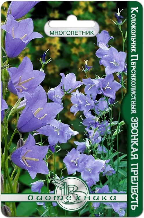 Фото – Колокольчик персиколистный Звонкая прелесть