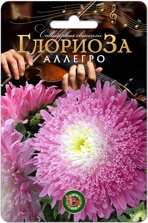 Фото – Астра китайская Глориоза Аллегро
