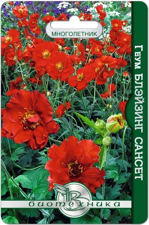 Фото – Геум махровый Блэйзинг Сансет