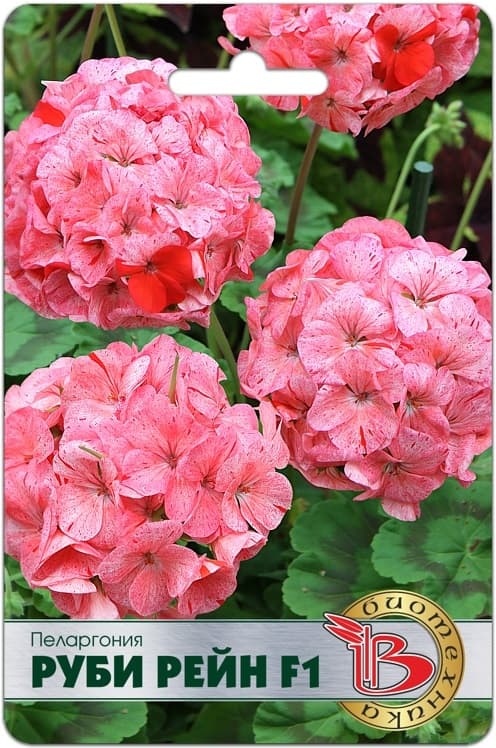 Фото – Пеларгония Руби Рейн F1