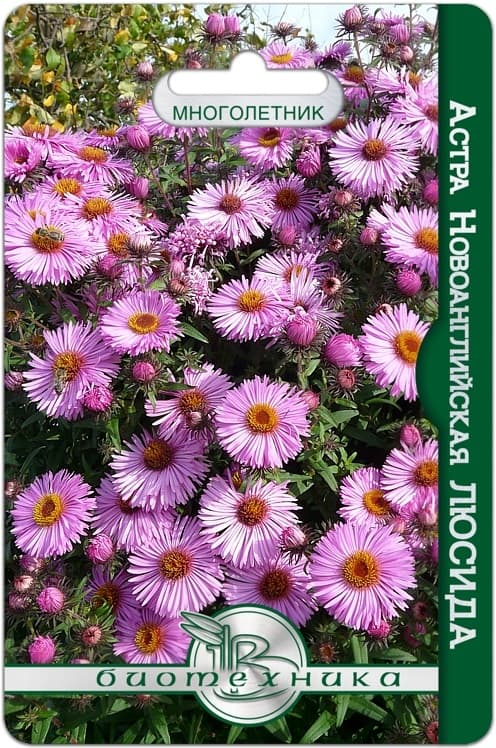 Фото – Астра ново-английская Люсида