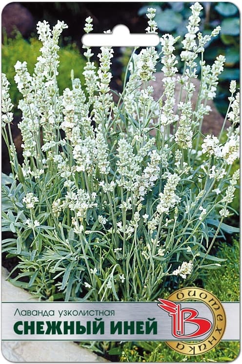 Фото – Лаванда узколистная Снежный Иней