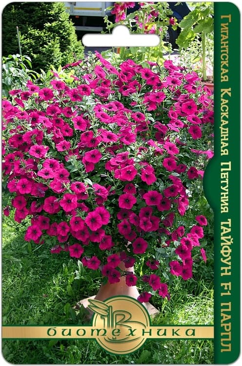 Фото – Петуния гигантская каскадная Тайфун F1 Парпл