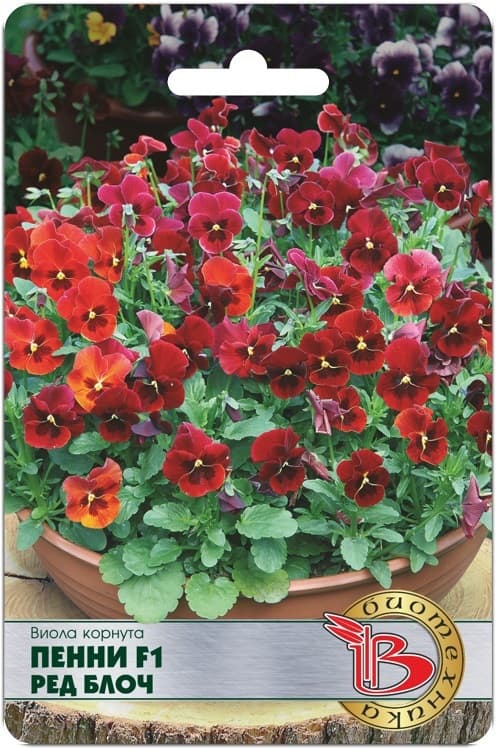 Фото – Виола корнута Пенни F1 Ред Блоч