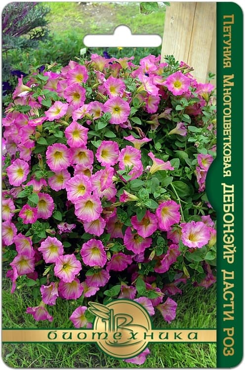 Фото – Петуния многоцветковая Дебонэйр F 1 Дасти Роз