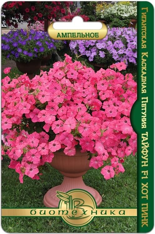 Фото – Петуния гигантская каскадная Тайфун F1 Хот Пинк