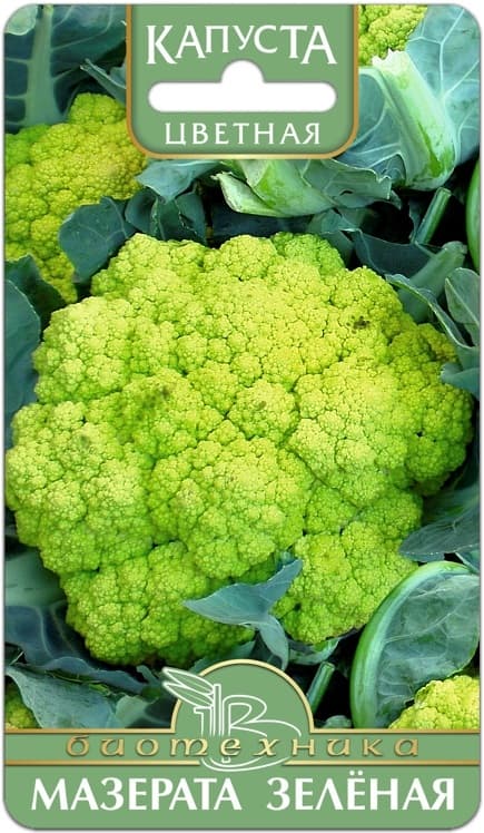 Фото – Капуста цветная Мазерата Зелёная