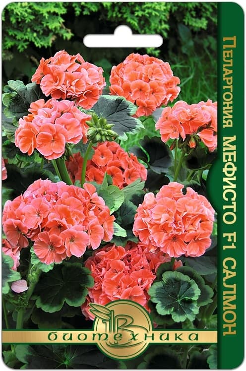 Фото – Пеларгония коричневолистная Мефисто F1 Салмон