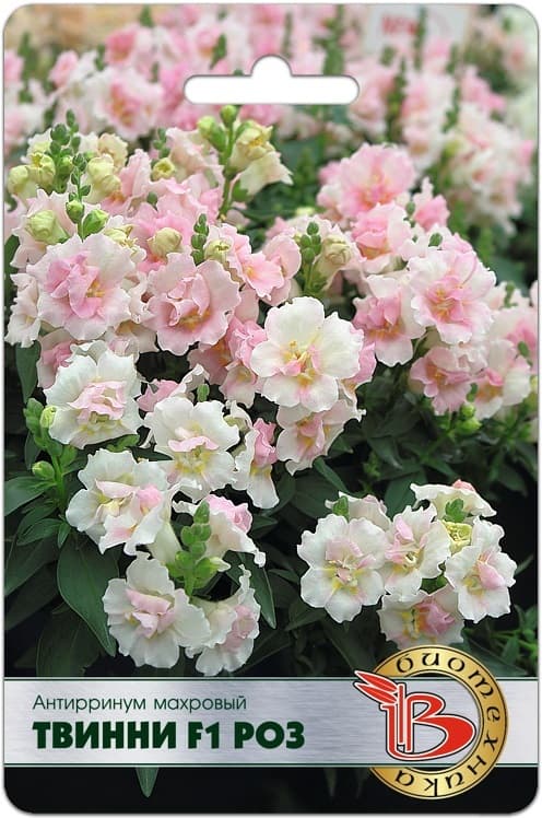 Фото – Антирринум махровый Твинни F1 Роз