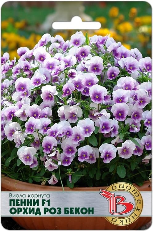 Фото – Виола корнута Пенни F1 Орхид Роз Бекон