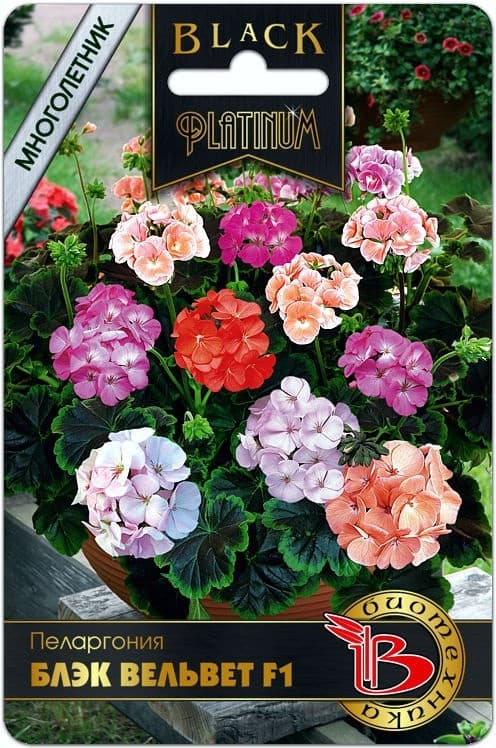 Фото – Пеларгония Блэк Вельвет F1 смесь