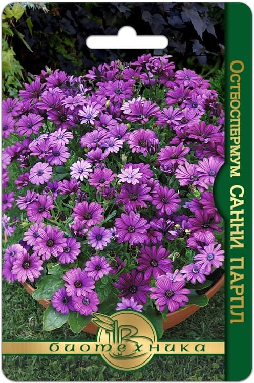 Фото – Остеоспермум Санни Парпл