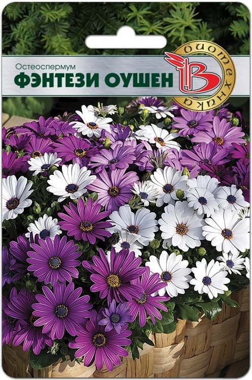 Фото – Остеоспермум Фэнтези Оушен