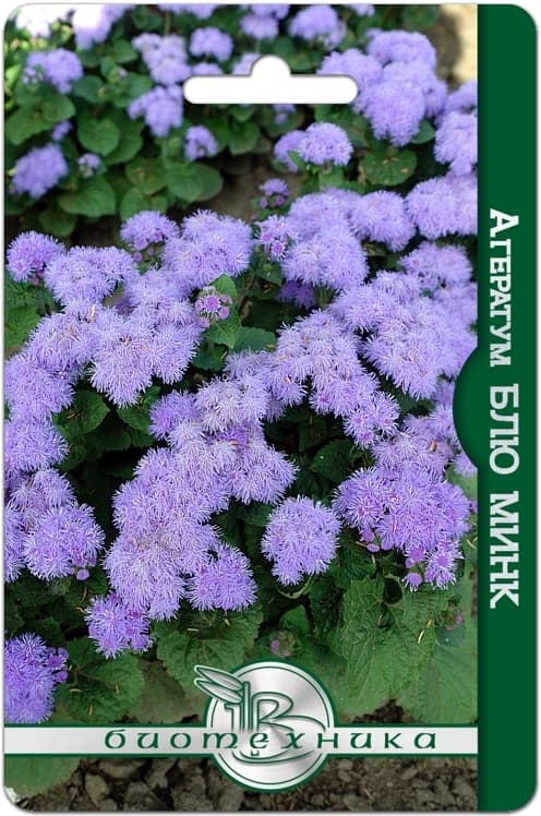 Фото – Агератум Блю Минк