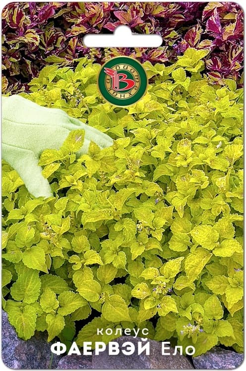 Фото – Колеус Фаервэй Ело