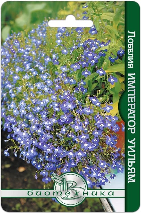 Фото – Лобелия Император Уильям