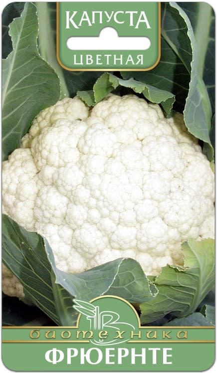 Фото – Капуста цветная Фрюернте