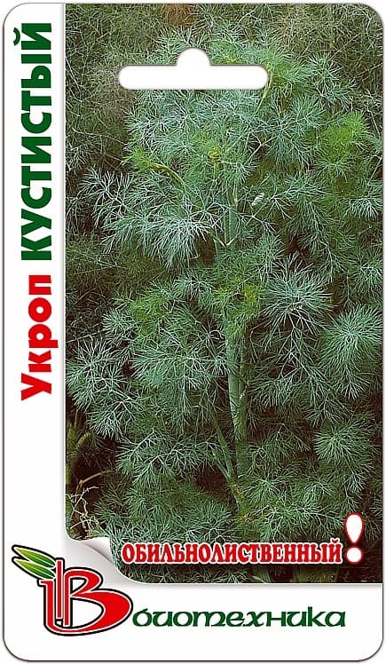 Фото – Укроп Кустистый