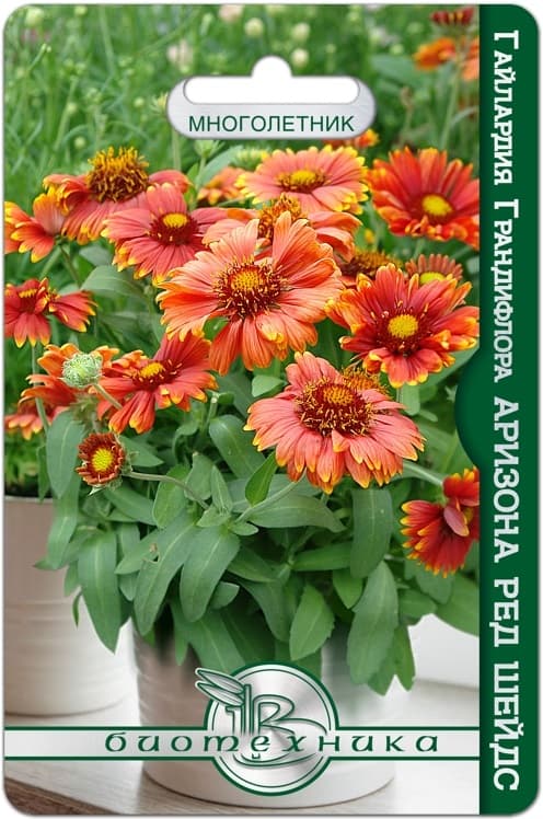 Фото – Гайлардия Грандифлора Аризона Ред Шейдс