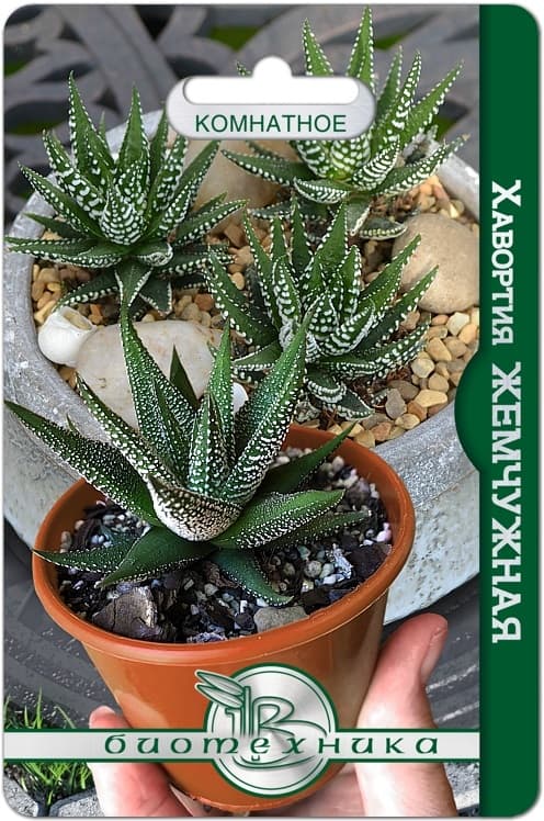 Фото – Хавортия Жемчужная