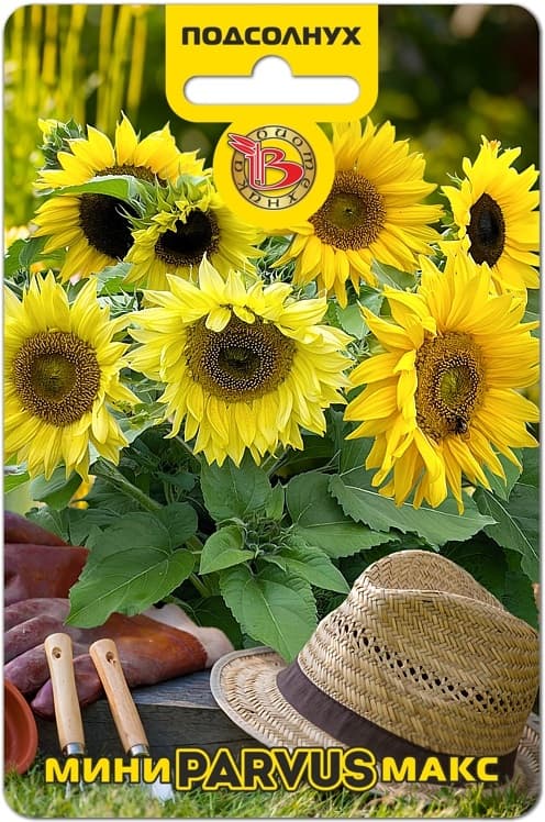 Фото – Подсолнух Мини-Макс F1 Парвус