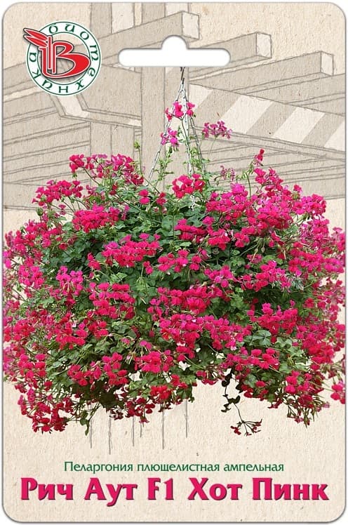 Фото – Пеларгония плющелистная ампельная Рич Аут F1 Хот Пинк