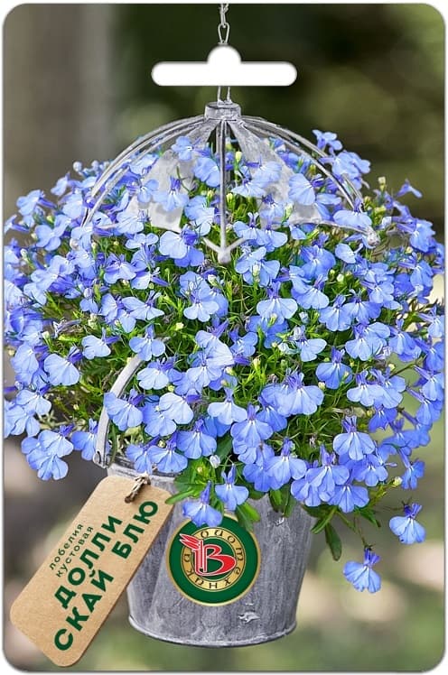 Фото – Лобелия кустовая Долли Скай Блю