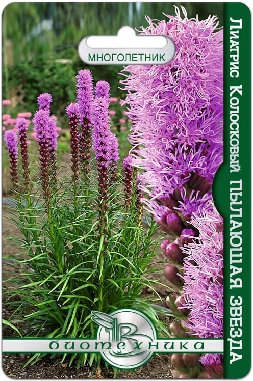 Фото – Лиатрис колосковый Пылающая звезда