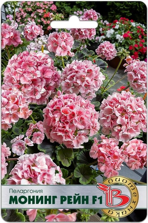 Фото – Пеларгония Монинг Рейн F1
