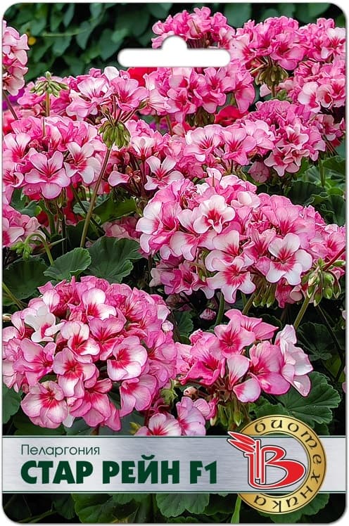 Фото – Пеларгония Стар Рейн F1