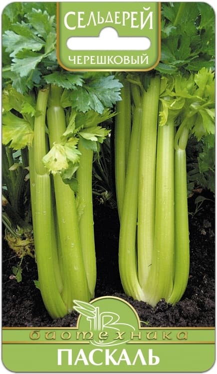 Фото – Сельдерей черешковый Паскаль