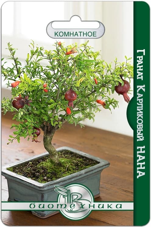 Фото – Гранат карликовый Нана