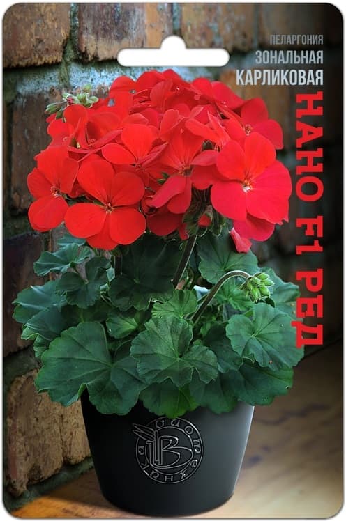 Фото – Пеларгония зональная карликовая Нано F1 Ред