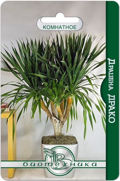 Фото – Драцена Драко