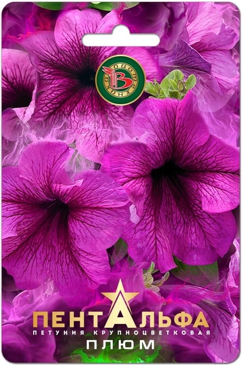 Фото – Петуния Пентальфа F1 Плюм