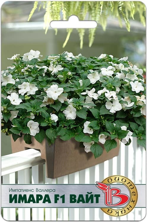 Фото – Импатиенс Валлера Имара F1 Вайт