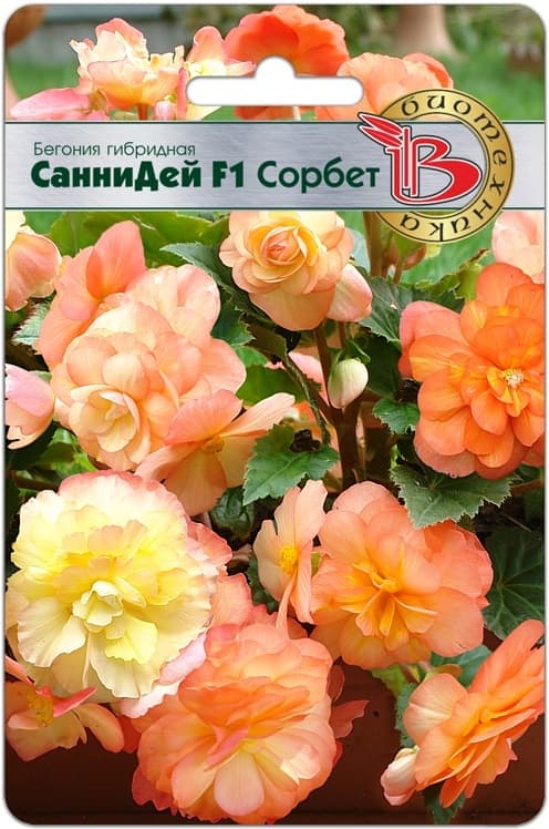 Фото – Бегония гибридная Санни Дей F1 Сорбет