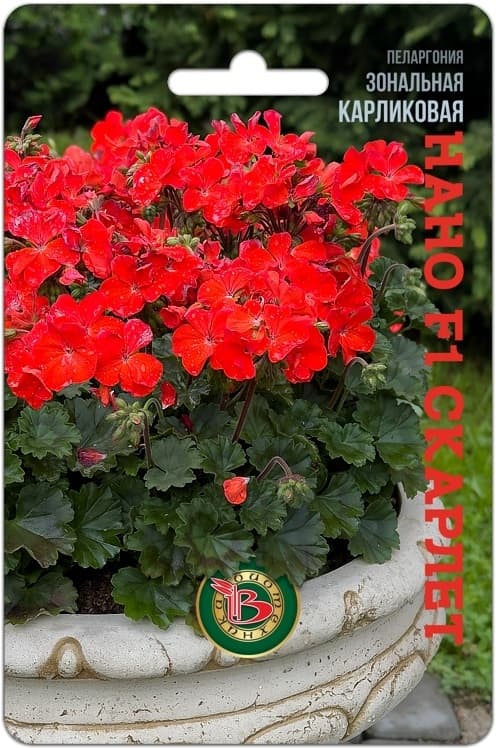 Фото – Пеларгония зональная карликовая Нано F1 Скарлет