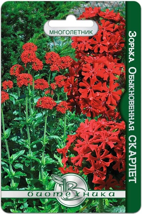 Фото – Зорька обыкновенная Скарлет