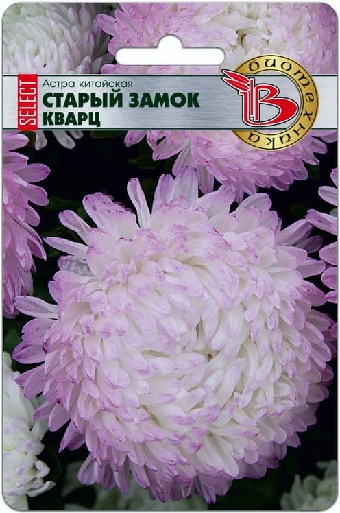 Фото – Астра китайская Старый замок селект Кварц