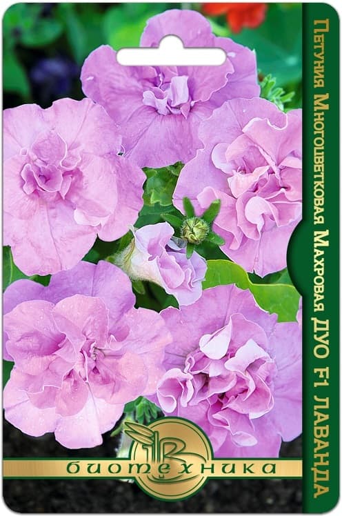 Фото – Петуния многоцветковая махровая Дуо F1 Лаванда