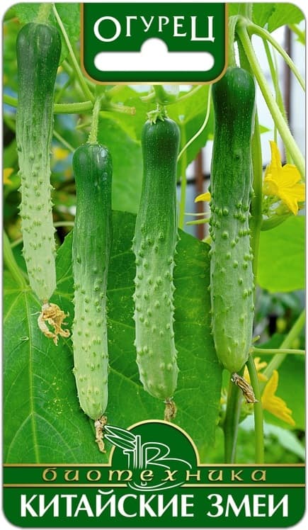 Фото – Огурец Китайские Змеи