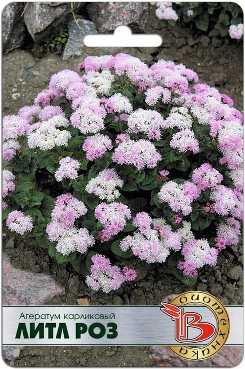 Фото – Агератум карликовый Литл Роз