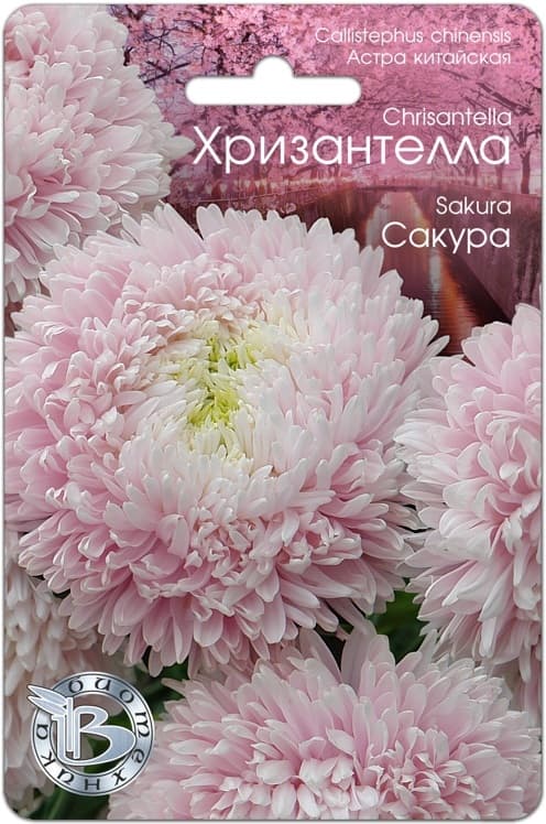Фото – Астра китайская Хризантелла Сакура