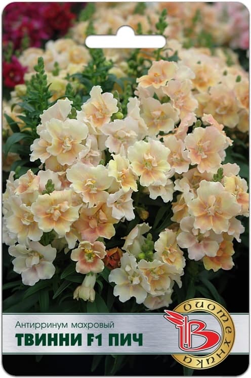 Фото – Антирринум махровый Твинни F1 Пич