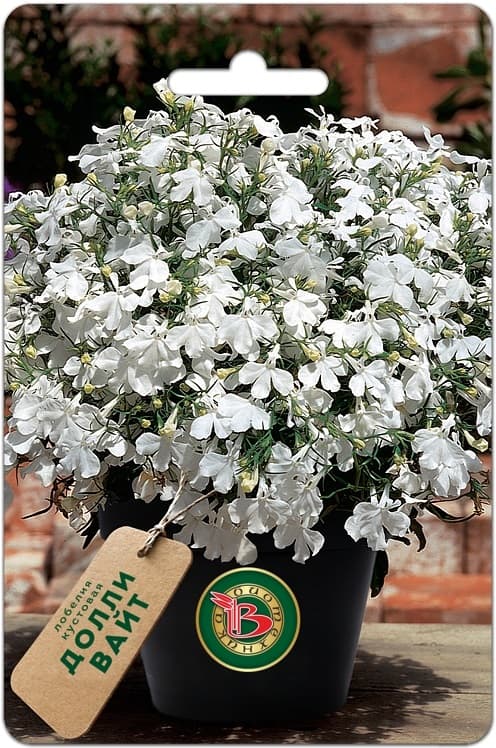 Фото – Лобелия кустовая Долли Вайт